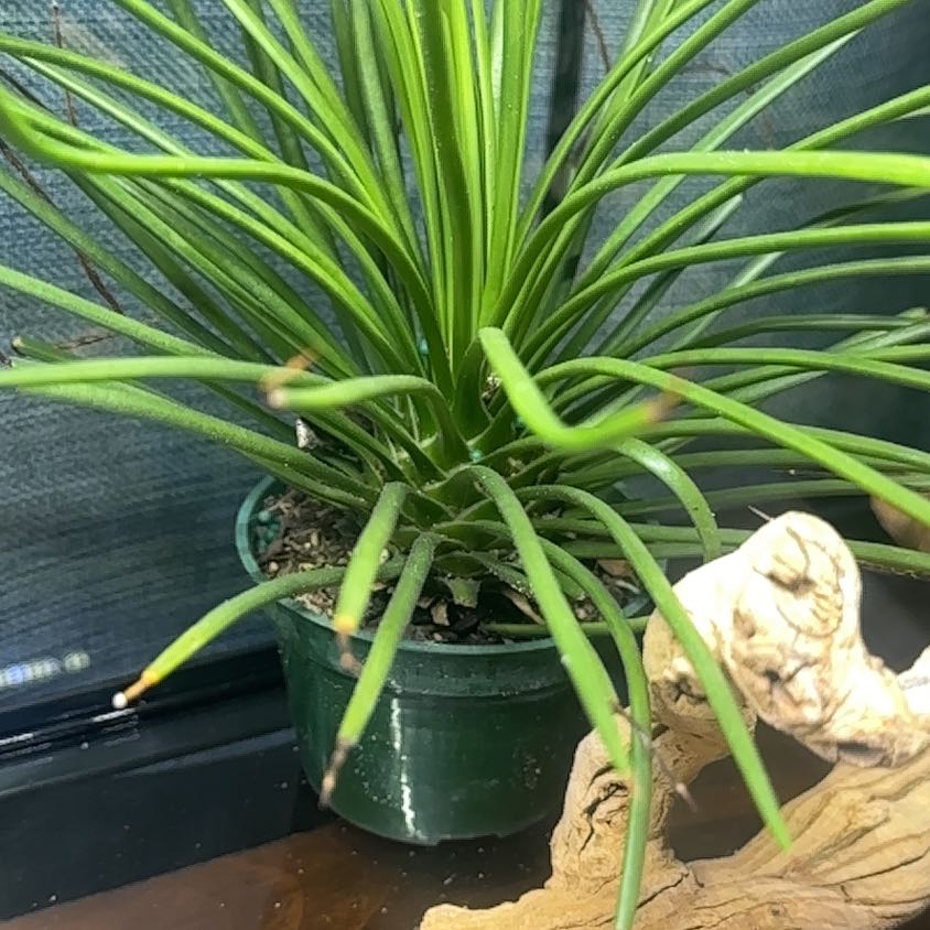 Photo of the plant species Twin Flower Agave by @DinkumMarimo30 named Khaleesi on Greg, the plant care app