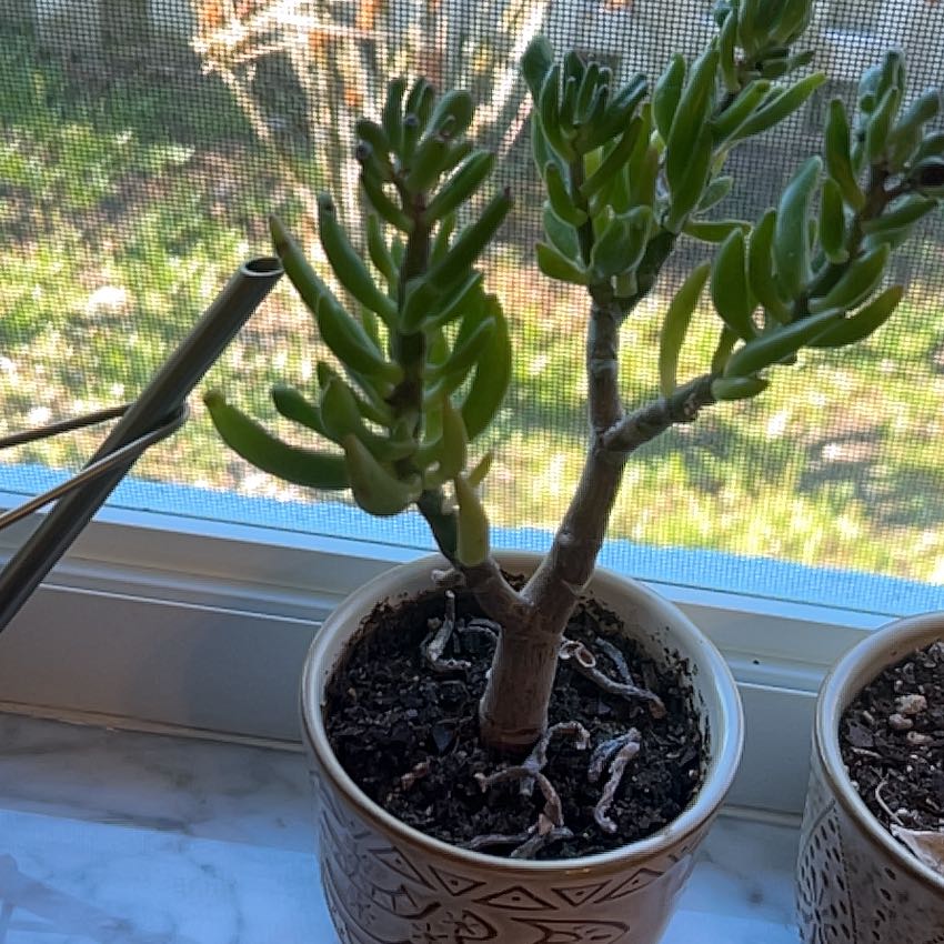 Photo of the plant species Hobbit Jade by @WinCordmoss38 named LiloStitch on Greg, the plant care app