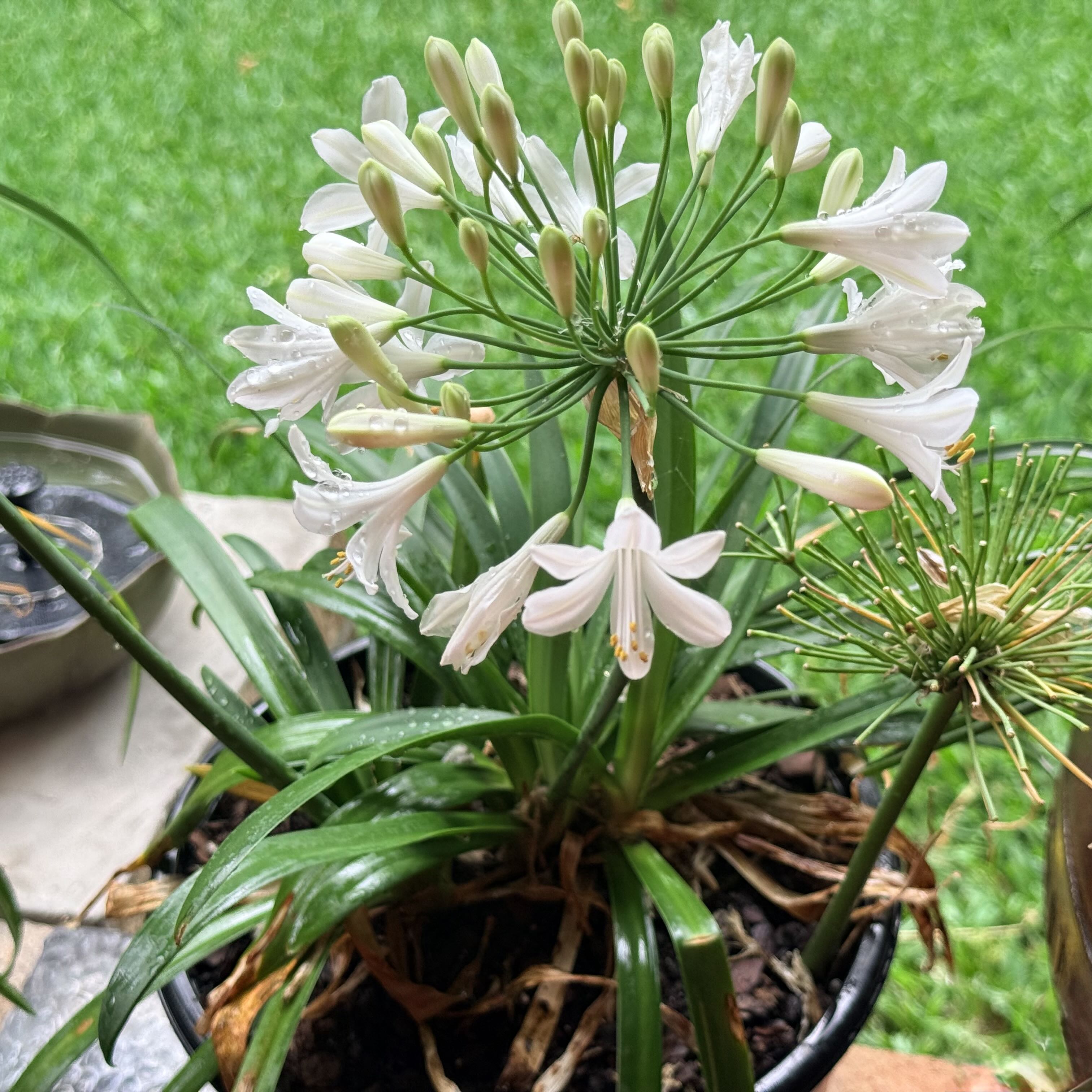 Photo of the plant species African Lily by @WorthyBonsai83 named Rosa on Greg, the plant care app
