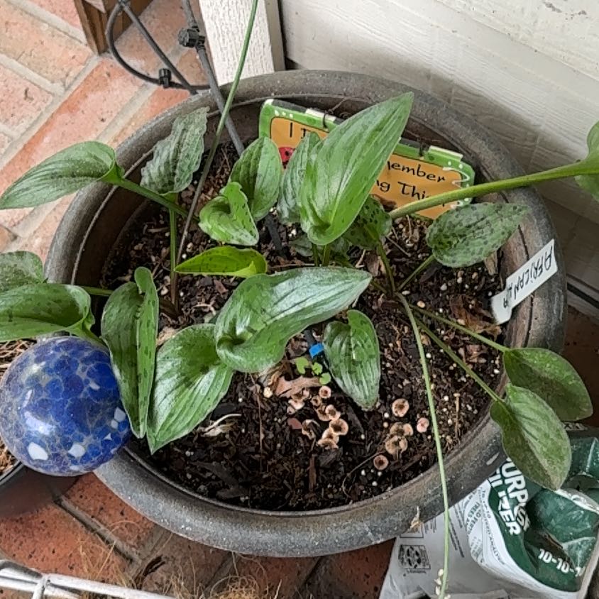 Photo of the plant species Little White Soldiers by @WorthyBonsai83 named Aria on Greg, the plant care app