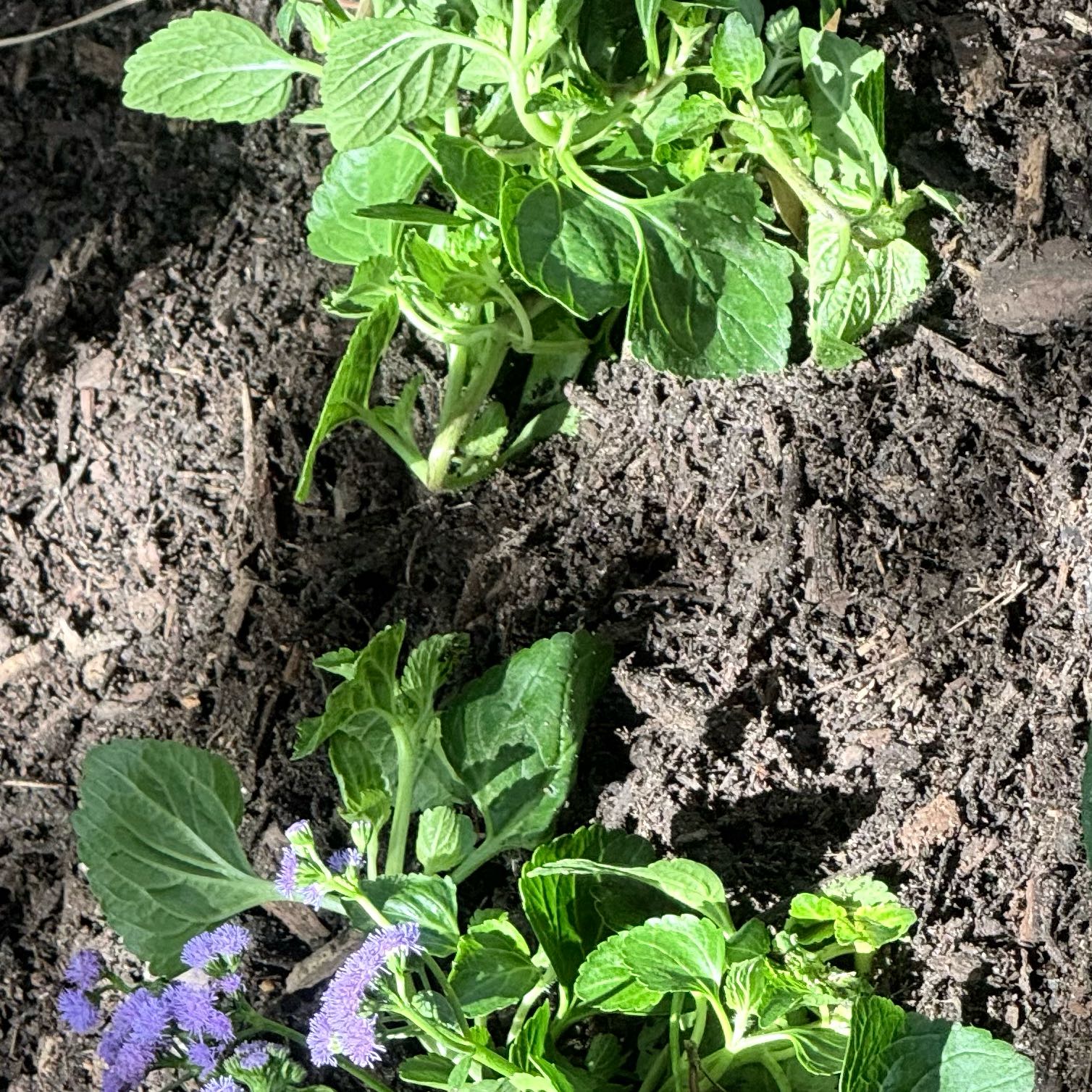 Photo of the plant species Flossflower by @WorthyBonsai83 named Drake on Greg, the plant care app