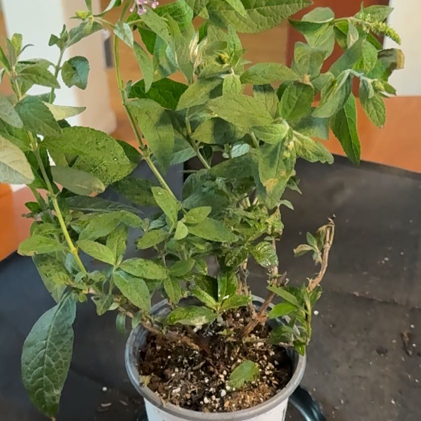 Photo of the plant species Orange Eye by @WorthyBonsai83 named Lola on Greg, the plant care app