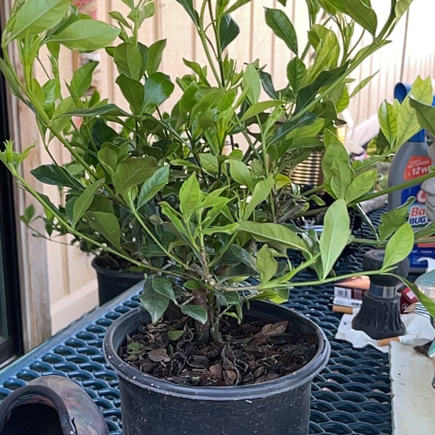 Photo of the plant species Common Gardenia by @ImpishIcarus37 named Bruce Lee on Greg, the plant care app