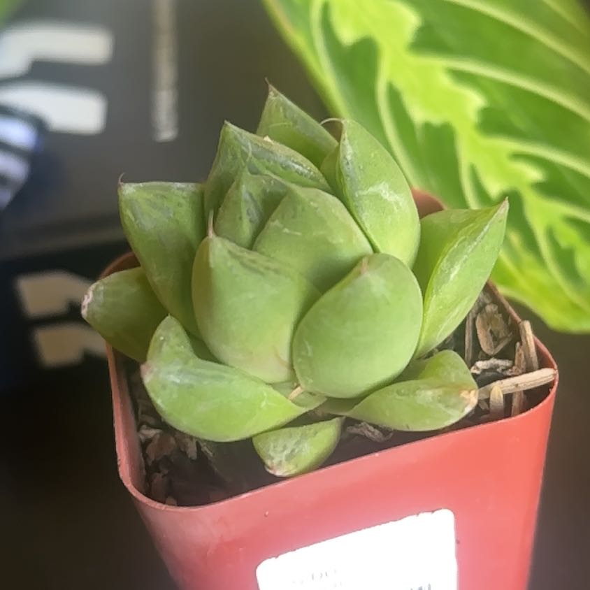 Photo of the plant species Haworthia cymbiformis var. cymbiformis by @TopSkimma93 named Stella on Greg, the plant care app