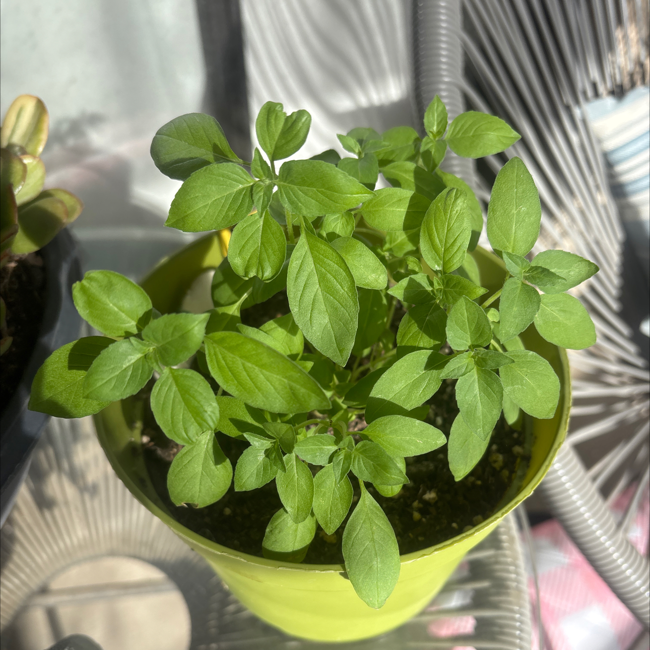 Photo of the plant species Lemon Basil by @TopSkimma93 named Lilo on Greg, the plant care app