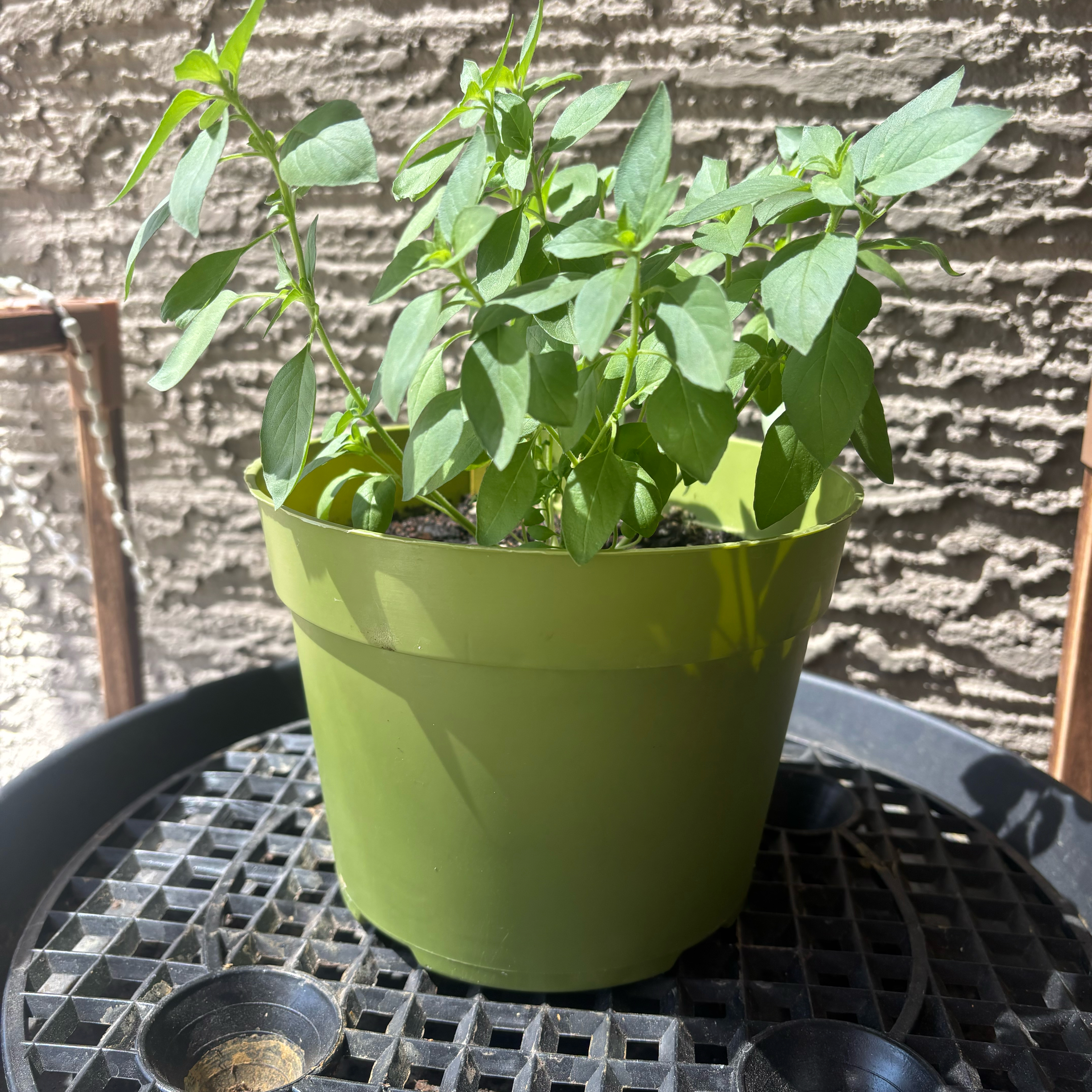 Photo of the plant species Lemon Basil by @TopSkimma93 named Lilo on Greg, the plant care app