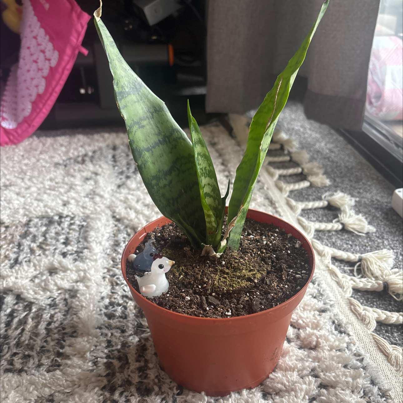 Photo of the plant species Sansevieria 'Frozen' by @TopSkimma93 named Cleopatra on Greg, the plant care app