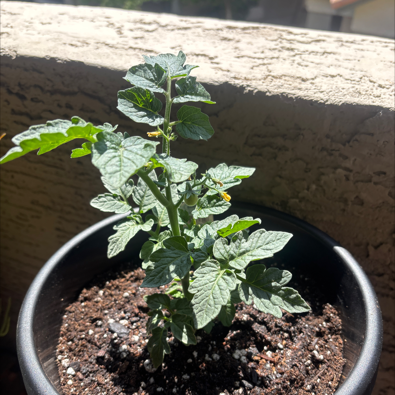 Photo of the plant species Cherry Tomato by @TopSkimma93 named Maya on Greg, the plant care app