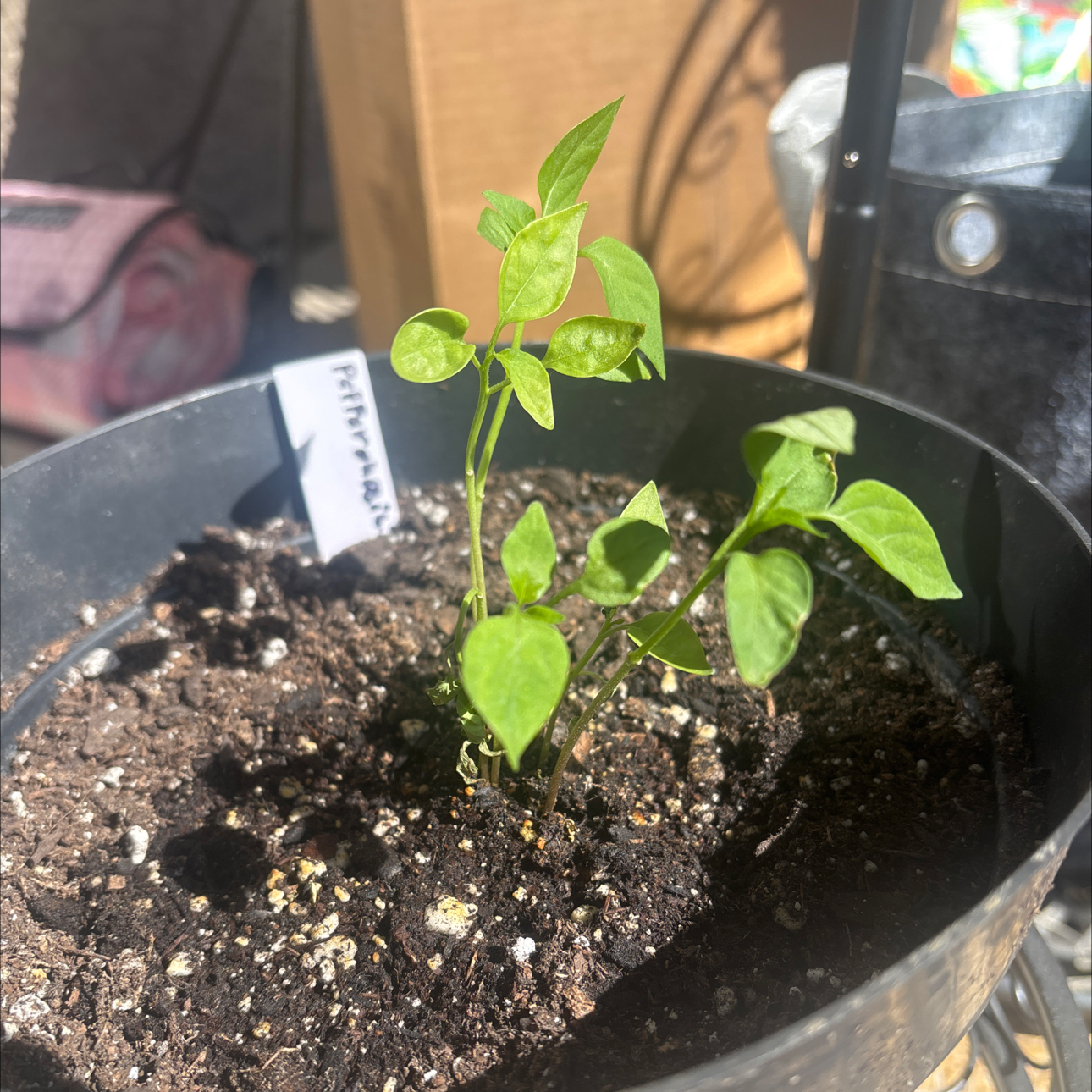 Photo of the plant species Pepperoncini Peppers by @TopSkimma93 named Miley on Greg, the plant care app