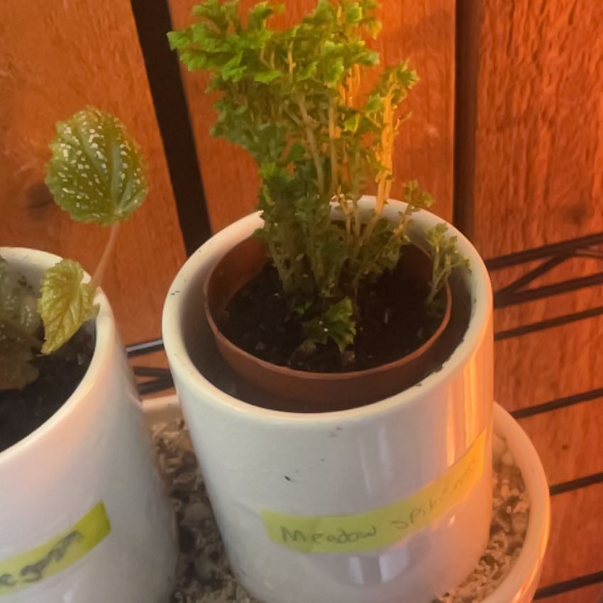 Photo of the plant species Spikemoss by @RealCodiaeum18 named Remington on Greg, the plant care app