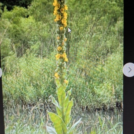 Photo of the plant species Mullein by @FamedNoni82 named Darwin on Greg, the plant care app