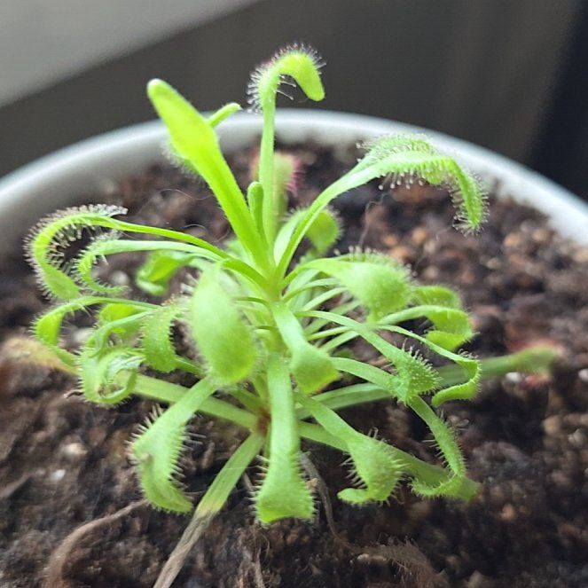 Photo of the plant species Broad Leaf Cape Sundew by @SharpWingfern34 named Demi on Greg, the plant care app