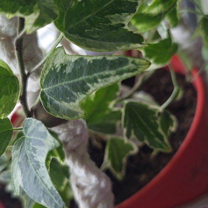 Photo of the plant species Mini Adam Ivy by @SharpWingfern34 named Harmony on Greg, the plant care app
