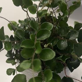 Photo of the plant species Pellaea rotundifolia by @FourstarNoni60 named Dolores on Greg, the plant care app