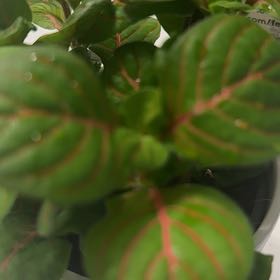 Photo of the plant species Nerve Plant by @FourstarNoni60 named Hemingway on Greg, the plant care app
