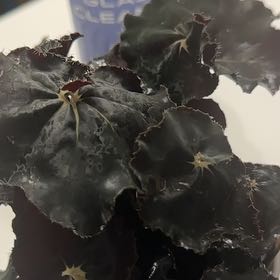 Photo of the plant species Begonia rex by @FourstarNoni60 named Naomi on Greg, the plant care app