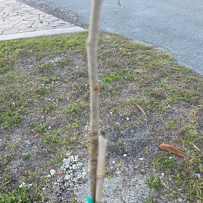 Photo of the plant species Flamboyant Tree by @VerdurousTawa81 named Delonix regia on Greg, the plant care app