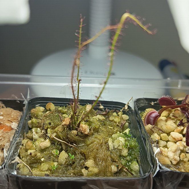 Photo of the plant species Forked Sundew by @YesCapemay92 named Walt on Greg, the plant care app