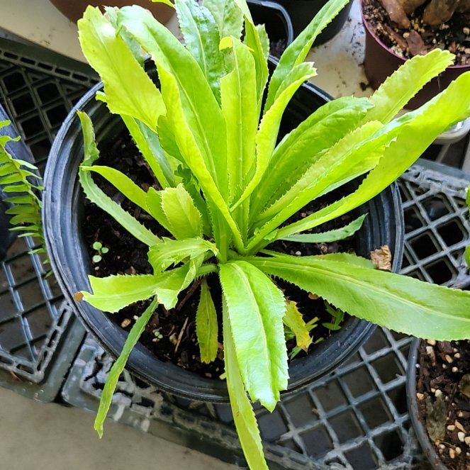 Photo of the plant species Sawtooth Coriander by @LuanesPlants named Daphne on Greg, the plant care app