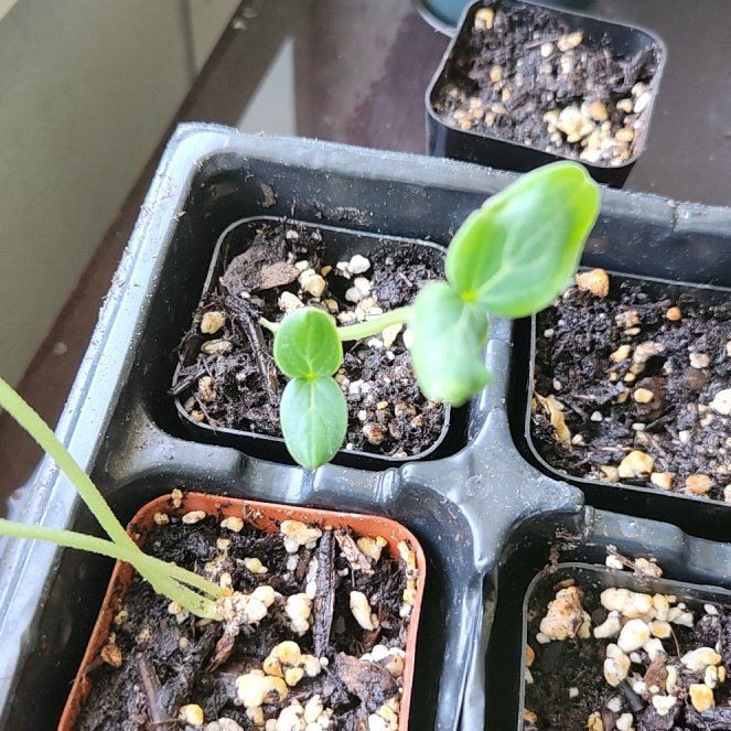 Photo of the plant species Cucumber by @LuanesPlants named Doja Cat on Greg, the plant care app