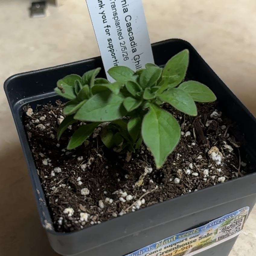 Photo of the plant species Petunia Cascadias Chili Red by @FreeNutgrass36 named Pax on Greg, the plant care app