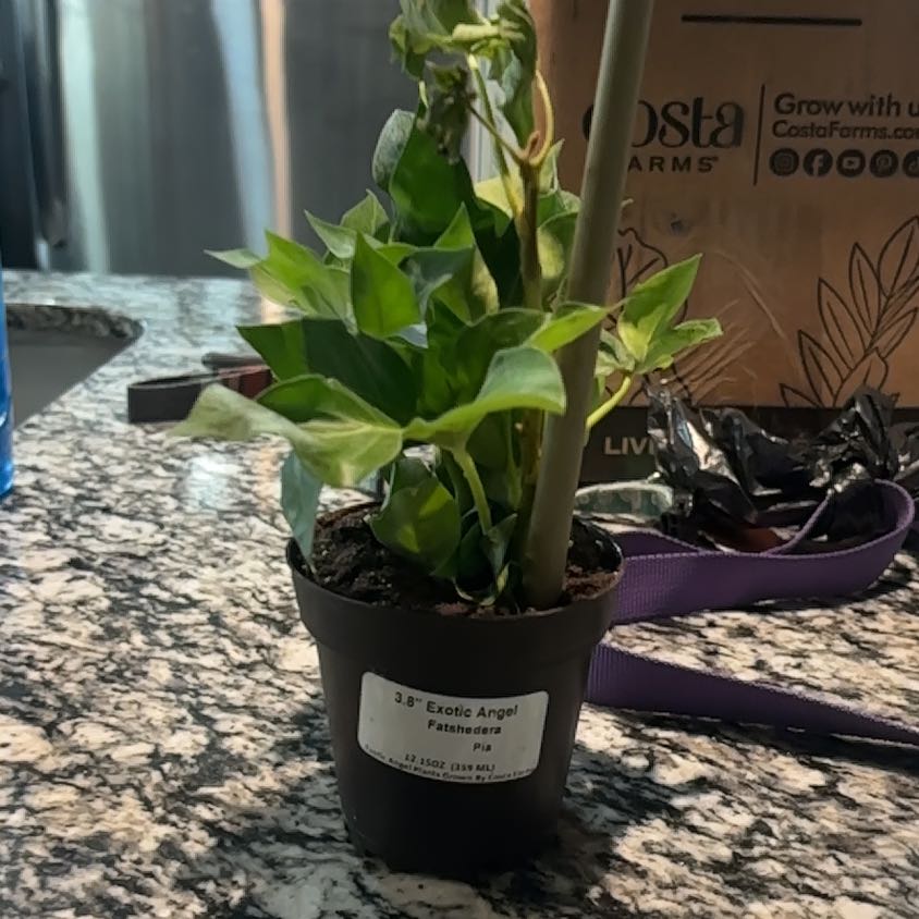 Photo of the plant species Fatshedera hybrid by @WinNeem19 named Doja Cat on Greg, the plant care app