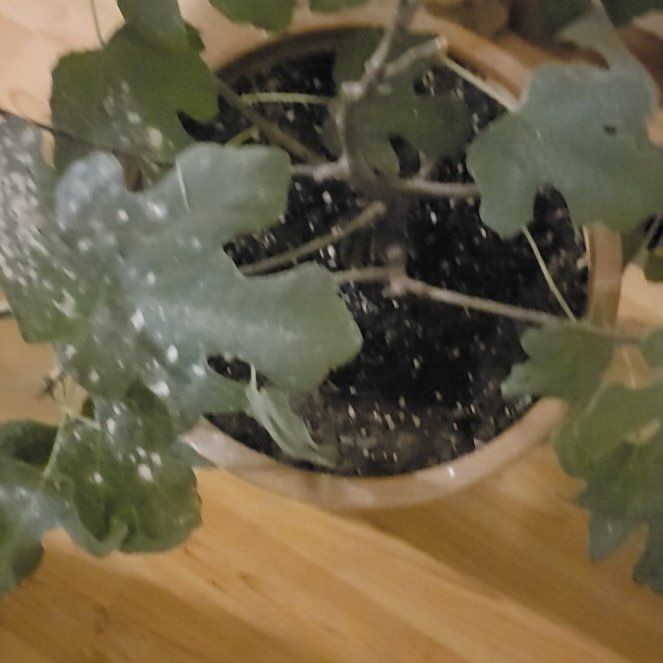 Photo of the plant species Brown Turkey Fig by @WelcomingChards named Bodhi on Greg, the plant care app