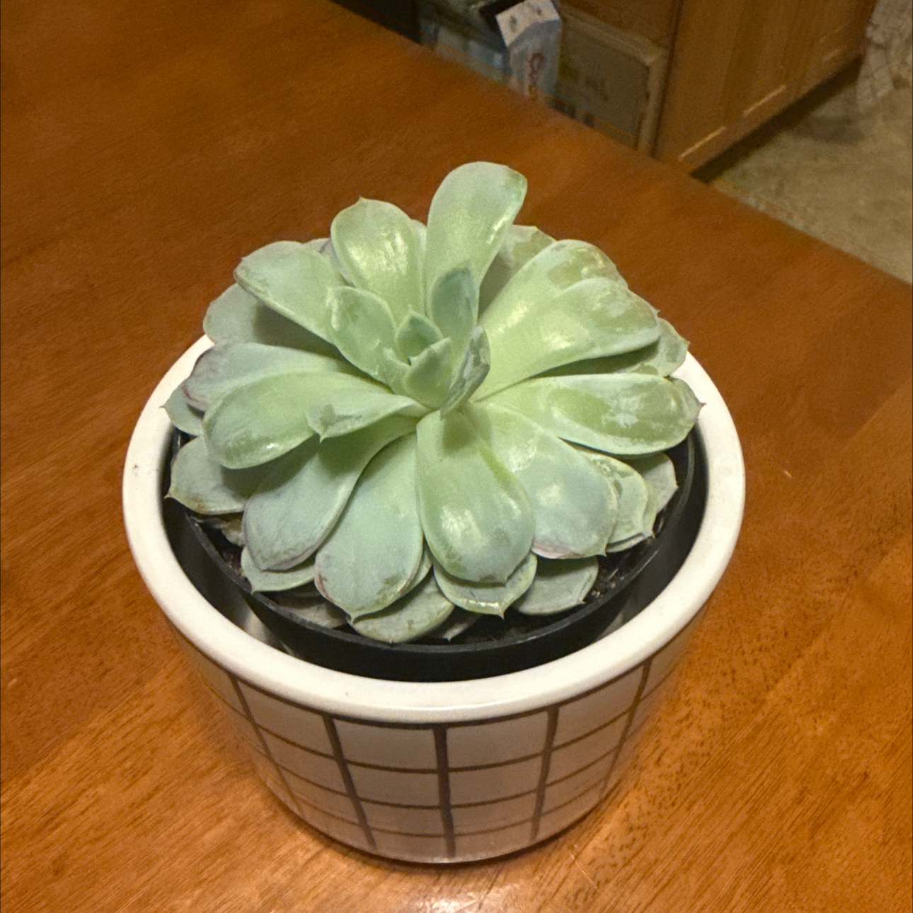 Photo of the plant species Succulent by @CleanRedlog44 named Sproutacus on Greg, the plant care app
