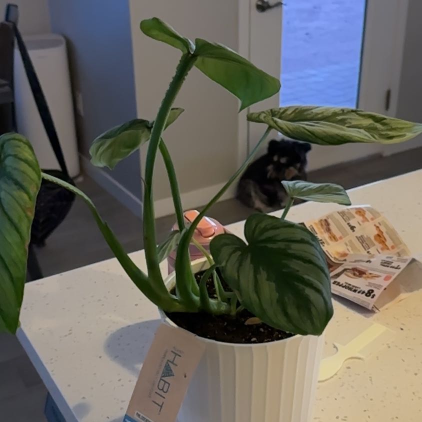 Photo of the plant species Philodendron mamei by @LeadSnowqueen83 named Athena on Greg, the plant care app