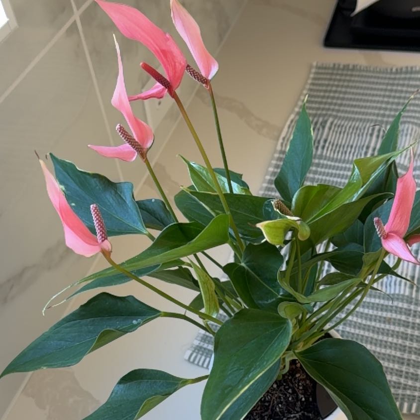 Photo of the plant species Lilli by @QuaintLoquat41 named Beckham on Greg, the plant care app