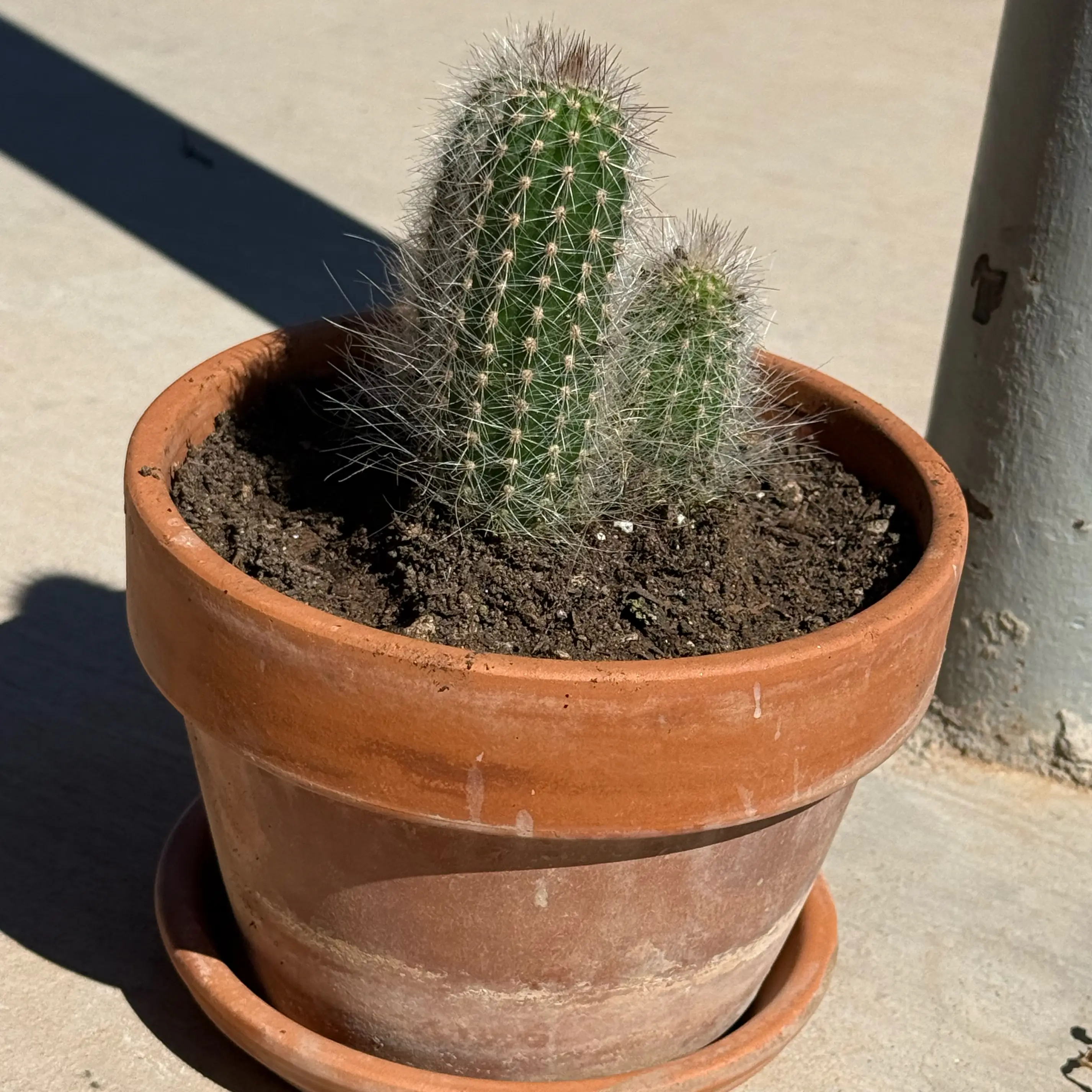 Photo of the plant species Assorted Thrixanthocereus by @Kitsyunne named Thorny on Greg, the plant care app