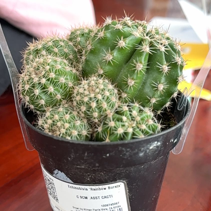 Photo of the plant species Echinobivia 'Rainbow Bursts' by @BetterPokaka39 named Elle on Greg, the plant care app
