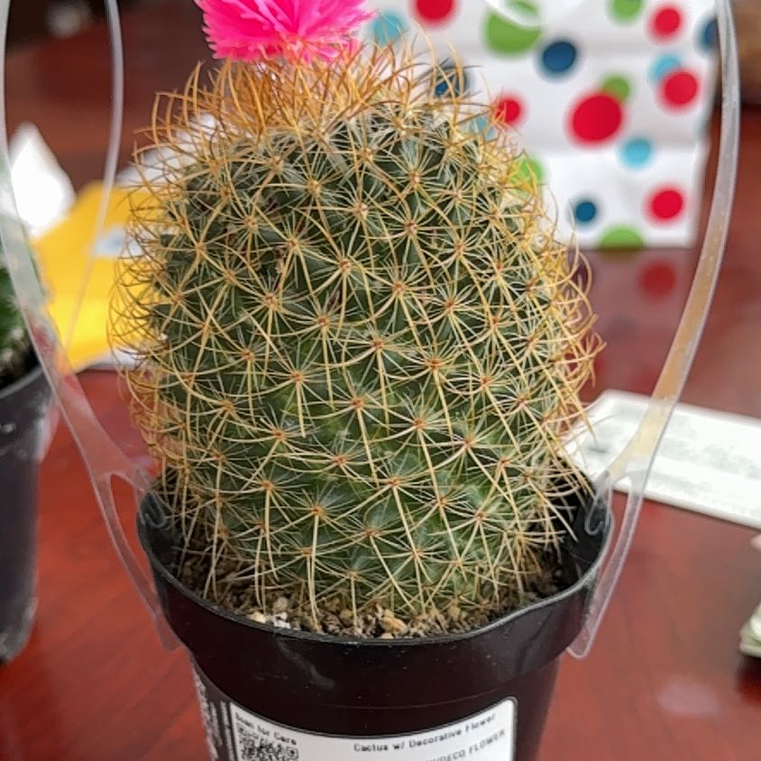 Photo of the plant species Cactus by @BetterPokaka39 named Egg on Greg, the plant care app