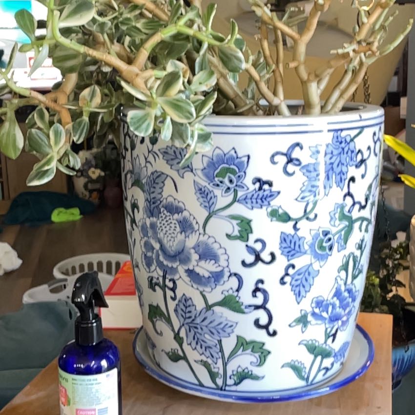 Photo of the plant species Graptoletalum Varigated by @PumpedupViolet named Mollie on Greg, the plant care app