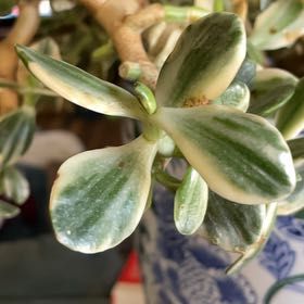 Photo of the plant species Variagated Jade Plant by @PumpedupViolet named Gomez on Greg, the plant care app