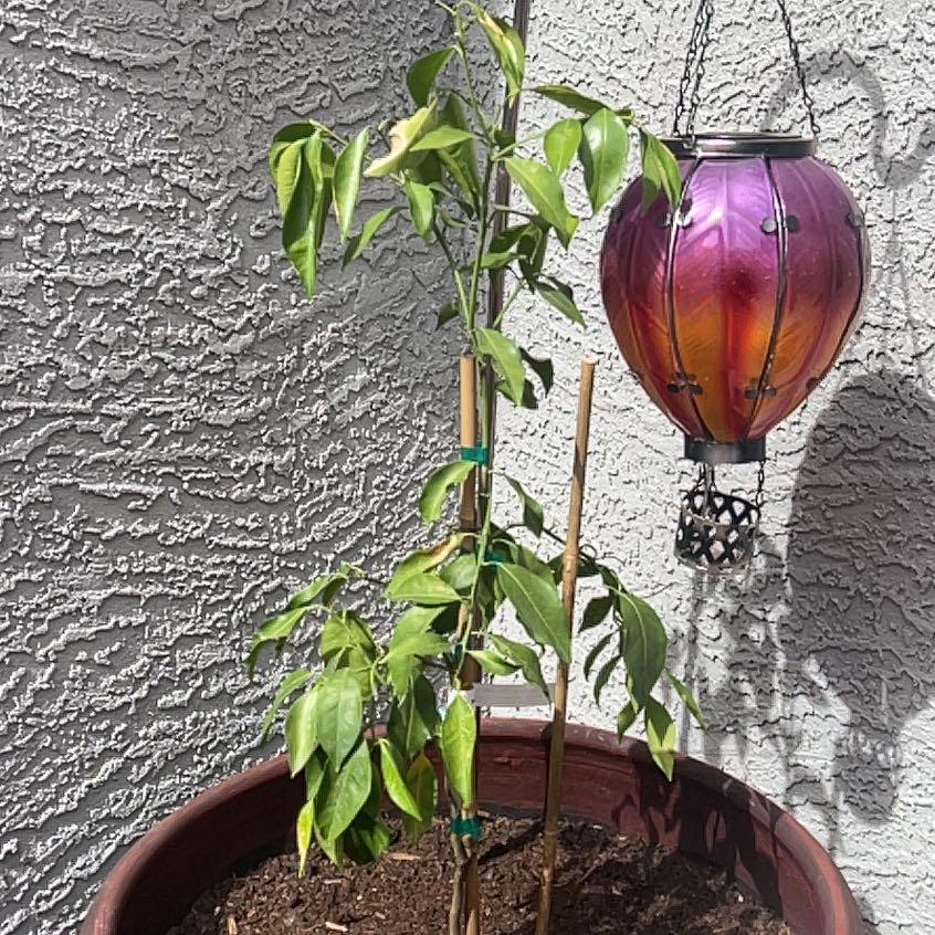 Photo of the plant species Mandarin orange by @HeroApricot82 named Taylor Swift on Greg, the plant care app