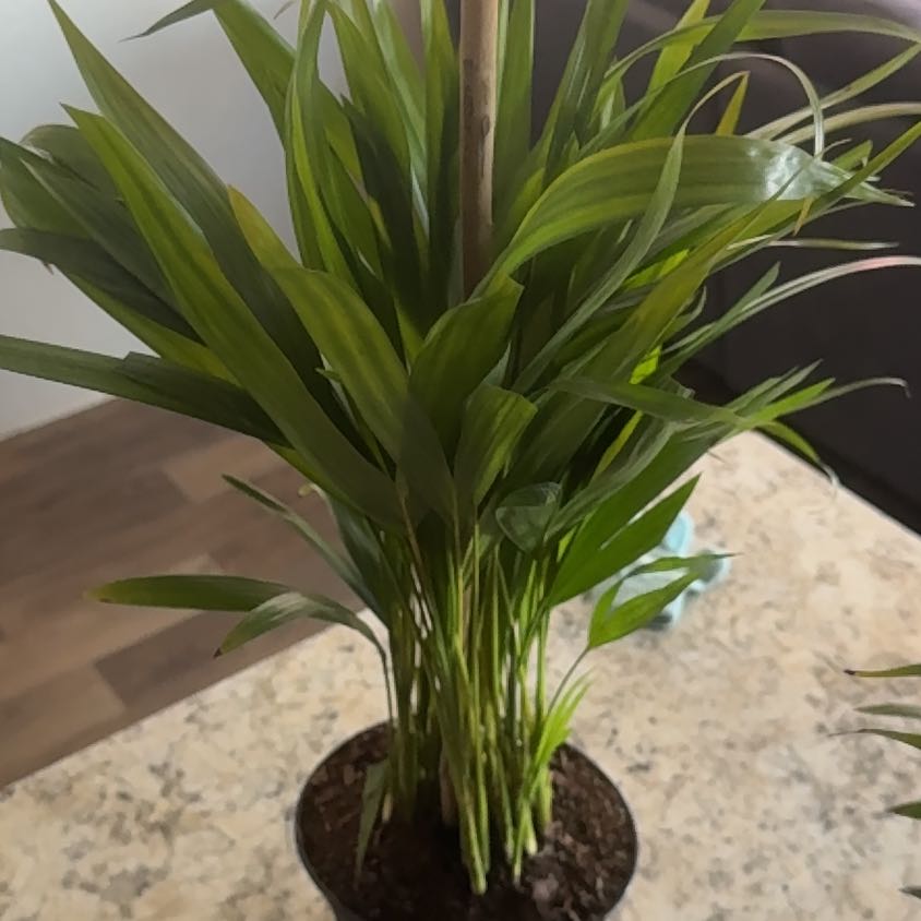 Photo of the plant species Dwarf Areca Palm by @VastOrpine76 named Stella on Greg, the plant care app