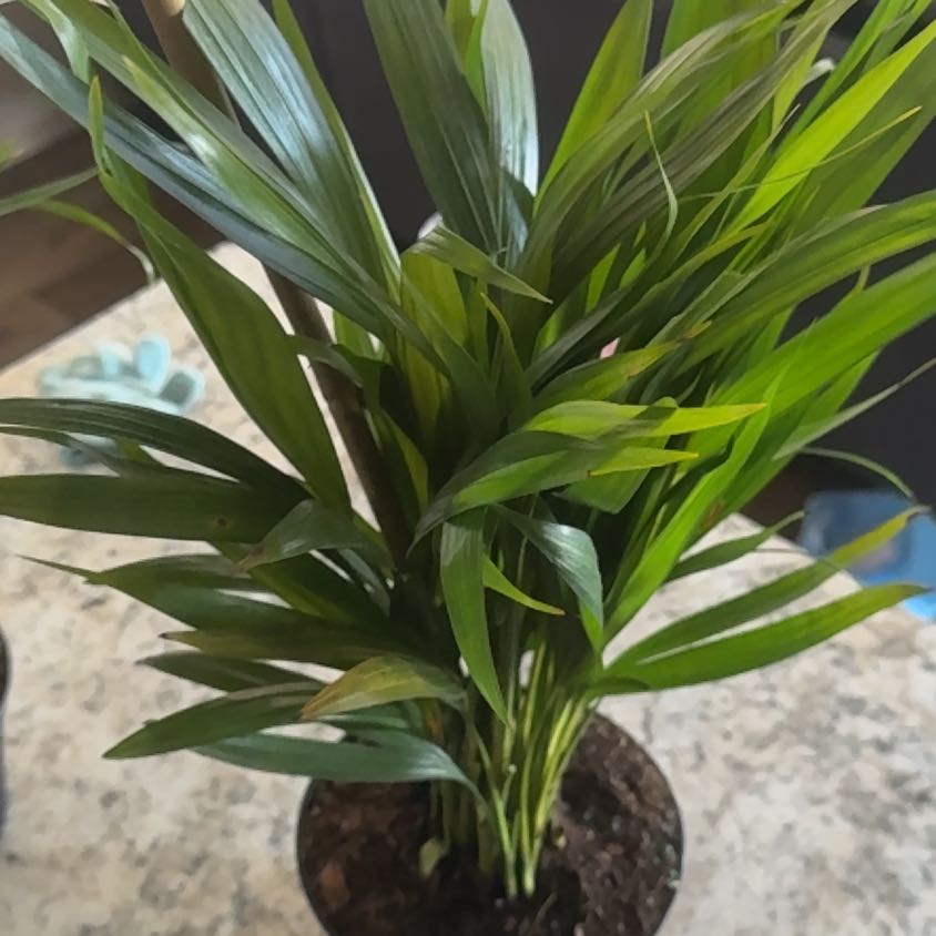 Photo of the plant species Dwarf Areca Palm by @VastOrpine76 named Sproutacus on Greg, the plant care app