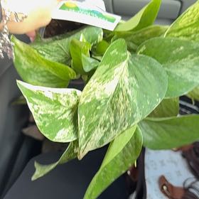 Photo of the plant species Snowy Morning Pothos by @EstheticPeony66 named Diana on Greg, the plant care app
