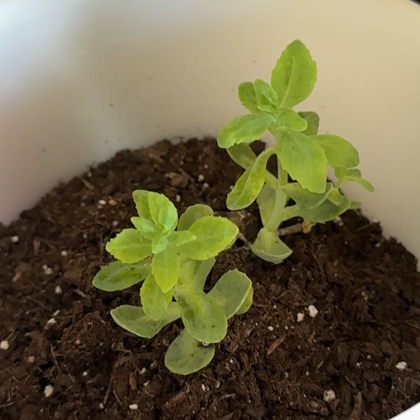 Photo of the plant species Autumn Joy Sedum by @EstheticPeony66 named Gomez on Greg, the plant care app