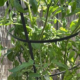Photo of the plant species Lovage by @YesSkyplant50 named Michelle Branch on Greg, the plant care app