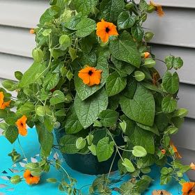 Photo of the plant species Blackeyed Susan Vine by @ValidKiekie12 named Susie on Greg, the plant care app