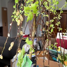 Photo of the plant species Weeping Pussy Willow by @BonusBroom2 named Sahara on Greg, the plant care app