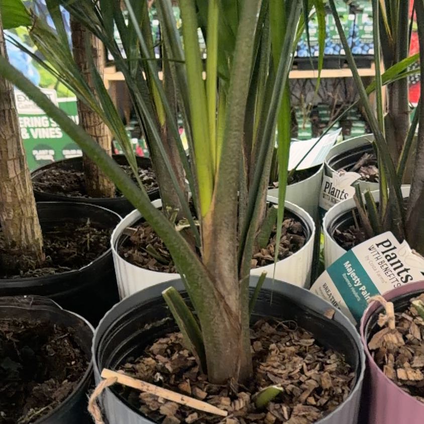 Photo of the plant species Lacy Tree Fern by @UpcomingYuzu89 named Lavender on Greg, the plant care app