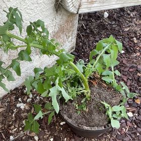 Photo of the plant species Slender Sowthistle by @ValuableCoccoon named Cooling (rip) on Greg, the plant care app