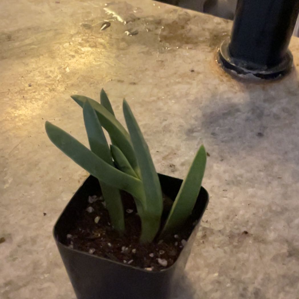 Photo of the plant species Sea Daffodil by @ValuableCoccoon named Doja Cat on Greg, the plant care app