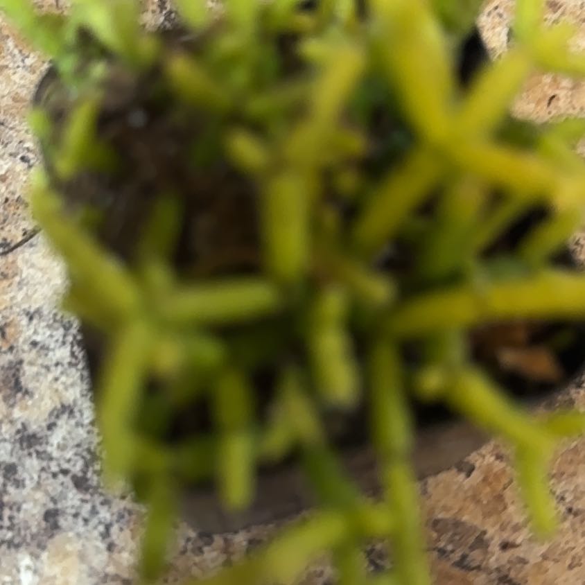 Photo of the plant species Birdeye Pearlwort by @EagerPilea65 named Keanu Leaves on Greg, the plant care app