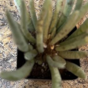 Photo of the plant species Fingertips by @EagerPilea65 named Baesil on Greg, the plant care app