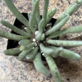Photo of the plant species Woolly Senecio by @EagerPilea65 named Eva on Greg, the plant care app