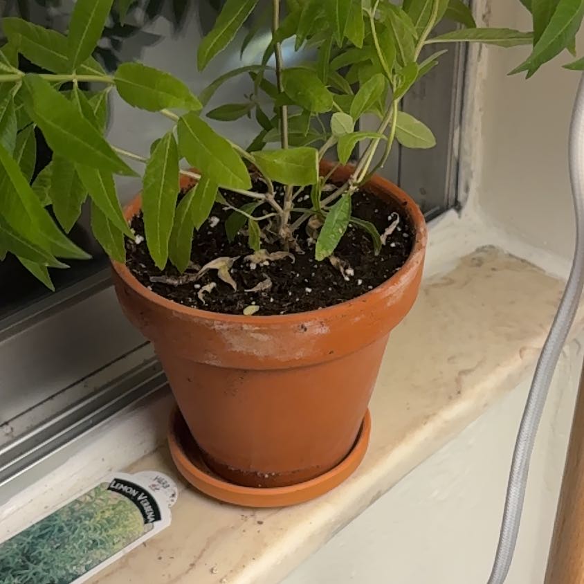 Photo of the plant species lemon verbena by @Conswan42 named Daphne on Greg, the plant care app